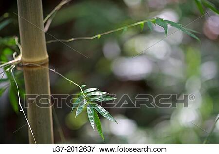 Redeem Bamboo Garden, Singai, Sarawak, Malaysia. View Large Photo Image Stock Photo - Redeem Bamboo Garden, Singai, Sarawak, Malaysia.. Fotosearch