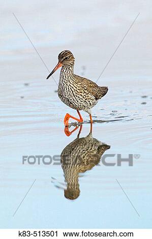 Redshank (Tringa totanus) View Large Photo Image Stock Image - Redshank (Tringa totanus). Fotosearch