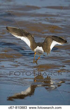 Redshank Tringa totanus Winter View Large Photo Image Stock Image - Redshank Tringa totanus Winter. Fotosearch