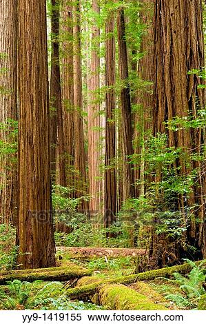 Redwood forest - Humboldt Redwoods State Park, California View Large Photo Image Stock Photography - Redwood forest - Humboldt Redwoods State Park, California. Fotosearch