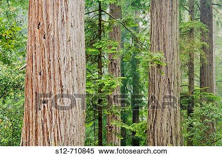 Redwood Forest - Jedediah Smith Redwoods State Park, CA View Large Photo Image Stock Photography - Redwood Forest - Jedediah Smith Redwoods State Park, CA. Fotosearch