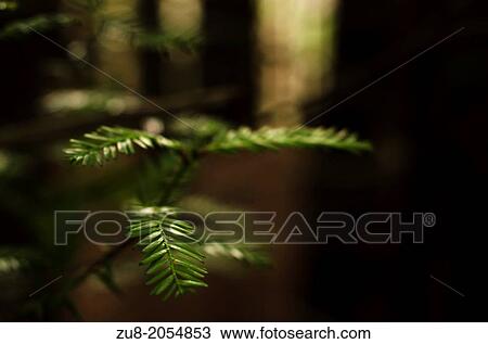 Redwood Forest (Sequoia sempervirens), next to Cabezon de la Sal in Cantabria. View Large Photo Image Stock Image - Redwood Forest (Sequoia sempervirens), next to Cabezon de la Sal in Cantabria.. Fotosearch