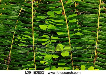 Redwood sorrel Oxalis oregana sprouting among Sword fern Polystichum munitum fronds, Olympic NP Hoh Rainforest, Washington, USA View Large Photo Image Stock Image - Redwood sorrel Oxalis oregana sprouting among Sword fern Polystichum munitum fronds, Olympic NP Hoh Rainforest, Washington, USA. Fotosearch