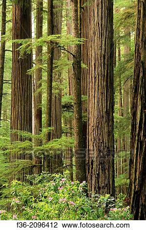 Stock Image - Redwood trees and Rhododendrons, Jedediah Smith State Park, California.. Fotosearch