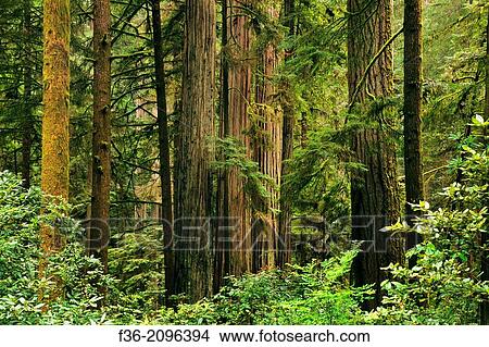 Redwood trees in forest, Jedediah Smith State Park, Del Norte County, California. View Large Photo Image Picture - Redwood trees in forest, Jedediah Smith State Park, Del Norte County, California.. Fotosearch