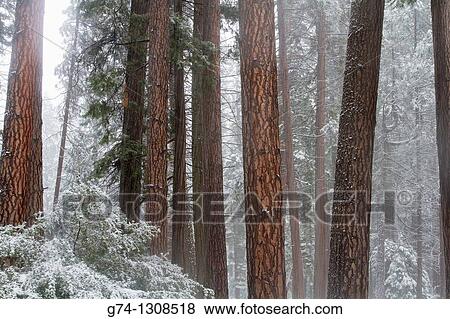 Redwood Trees in Winter Mist from fresh snow, Yosemite National Park, California, USA View Large Photo Image Stock Photo - Redwood Trees in Winter Mist from fresh snow, Yosemite National Park, California, USA. Fotosearch