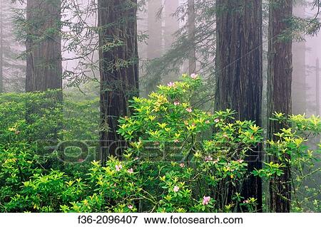 Redwood trees, Rhododendrons, and fog, Redwood National Park, California. View Large Photo Image Stock Photo - Redwood trees, Rhododendrons, and fog, Redwood National Park, California.. Fotosearch