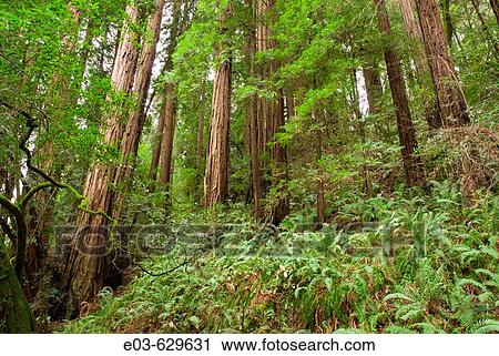 Redwoods, Muir Woods National Monument, Marin County, California. USA. View Large Photo Image Stock Image - Redwoods, Muir Woods National Monument, Marin County, California. USA.. Fotosearch