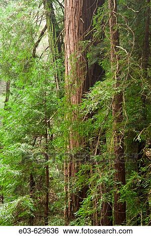Redwoods, Muir Woods National Monument, Marin County, California. USA. View Large Photo Image Stock Photograph - Redwoods, Muir Woods National Monument, Marin County, California. USA.. Fotosearch