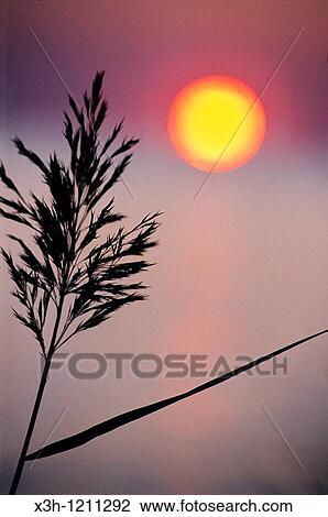 reed at sunset, Camargue, Bouches du Rhone department, Provence, Southeastern of France, Europe View Large Photo Image Stock Image - reed at sunset, Camargue, Bouches du Rhone department, Provence, Southeastern of France, Europe. Fotosearch