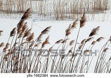 Reed View Large Photo Image Picture - Reed. Fotosearch