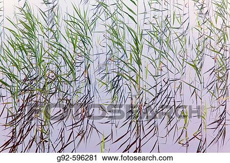Reed. Sweden. View Large Photo Image Stock Image - Reed. Sweden.. Fotosearch
