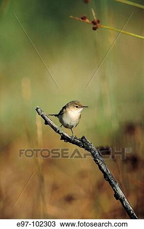 Reed Warbler (Acrocephalus scirpaeus) View Large Photo Image Stock Image - Reed Warbler (Acrocephalus scirpaeus). Fotosearch