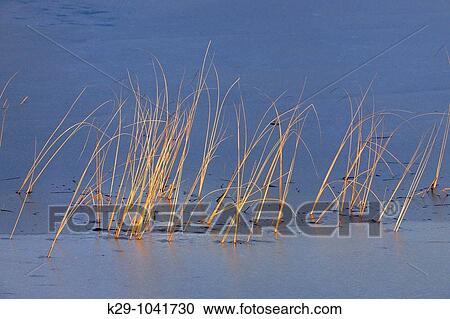 Reedbeds in fresh ice View Large Photo Image Stock Image - Reedbeds in fresh ice. Fotosearch