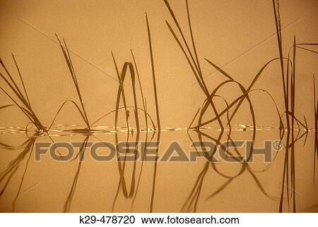 Stock Image - Reeds and reflections at dawn in beaver pond. Sudbury. Ontario. Canada.. Fotosearch