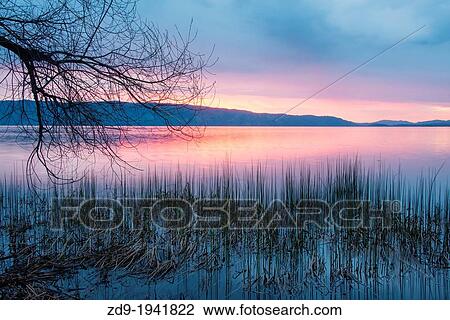 Reeds are reflected in the dawn light on California's Clear Lake. View Large Photo Image Stock Image - Reeds are reflected in the dawn light on California's Clear Lake.. Fotosearch