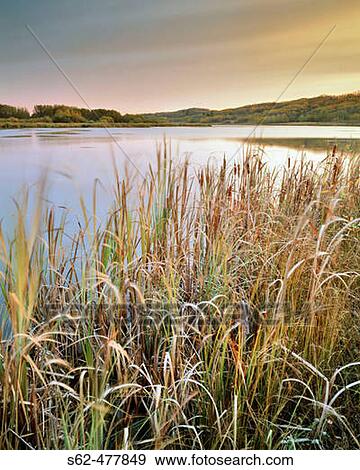 Stock Photo - Reeds in Fall Along Lake Shore near Leduc, Alberta, Canada. Fotosearch