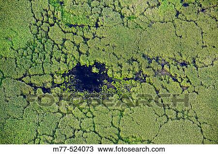 Stock Image - Reeds in lake, aerial view. T? kern,? stergotland, Sweden. Fotosearch