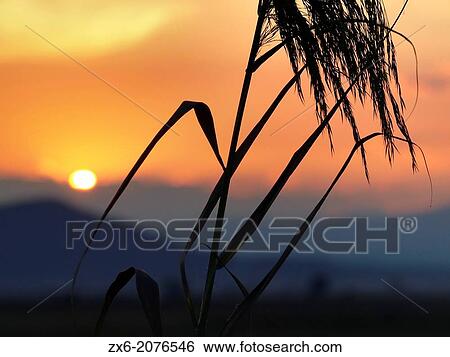 Reeds (Phragmites communis) at sunset. Ebro River Delta Natural Park, Tarragona province, Catalonia, Spain. View Large Photo Image Stock Photograph - Reeds (Phragmites communis) at sunset. Ebro River Delta Natural Park, Tarragona province, Catalonia, Spain.. Fotosearch