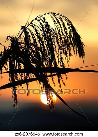 Reeds (Phragmites communis) at sunset. Ebro River Delta Natural Park, Tarragona province, Catalonia, Spain. View Large Photo Image Stock Photography - Reeds (Phragmites communis) at sunset. Ebro River Delta Natural Park, Tarragona province, Catalonia, Spain.. Fotosearch