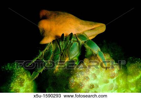 Reef hermit crab, Dardanus lagopodes fluoresces orange and green, while its home shell is orange Perched on top of Pocillopora coral Tondoba Bay, Blueheaven holidays, Marsa Alam, Red Sea, Egypt View Large Photo Image Stock Image - Reef hermit crab, Dardanus lagopodes fluoresces orange and green, while its home shell is orange Perched on top of Pocillopora coral Tondoba Bay, Blueheaven holidays, Marsa Alam, Red Sea, Egypt. Fotosearch