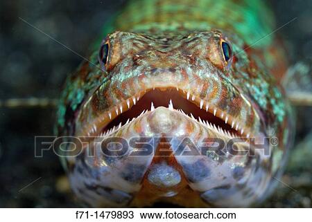 Reef lizardfish Synodus variegatus Lembeh Strait, Celebes Sea, North Sulawesi, Indonesia View Large Photo Image Stock Image - Reef lizardfish Synodus variegatus Lembeh Strait, Celebes Sea, North Sulawesi, Indonesia. Fotosearch