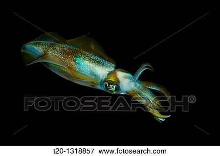 Reef Squid at Night, Alam Batu, Bali, Indonesia View Large Photo Image Stock Photo - Reef Squid at Night, Alam Batu, Bali, Indonesia. Fotosearch