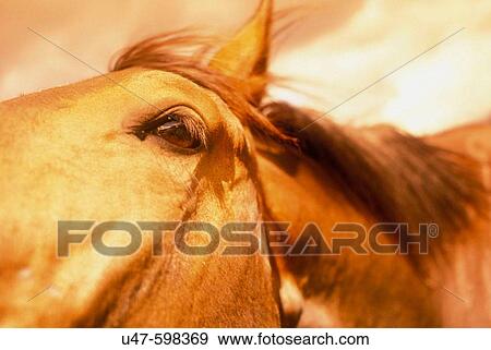 Stock Photo - Reflection of Bitterroot Valley in horses eye. Mid afternoon light. Western Montana. USA. Fotosearch