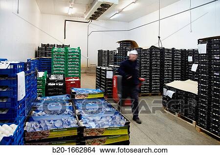 Refrigerator room, Mushrooms cultivation, Agri-Food, Ayecue Fresh, Grupo Riberebro, Autol, La Rioja, Spain View Large Photo Image Picture - Refrigerator room, Mushrooms cultivation, Agri-Food, Ayecue Fresh, Grupo Riberebro, Autol, La Rioja, Spain. Fotosearch
