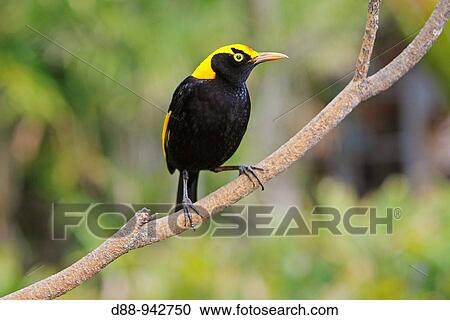 Stock Image - Regent Bowerbird (Sericulus chrysocephalus), male, Queensland, Australia. Fotosearch