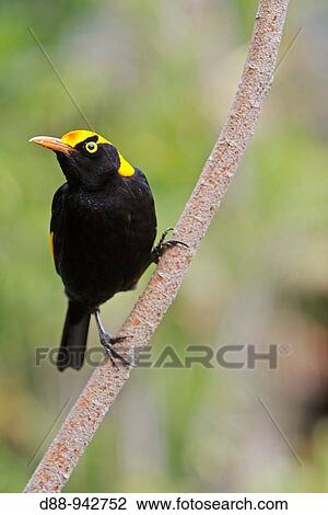 Regent Bowerbird (Sericulus chrysocephalus), male, Queensland, Australia View Large Photo Image Stock Image - Regent Bowerbird (Sericulus chrysocephalus), male, Queensland, Australia. Fotosearch