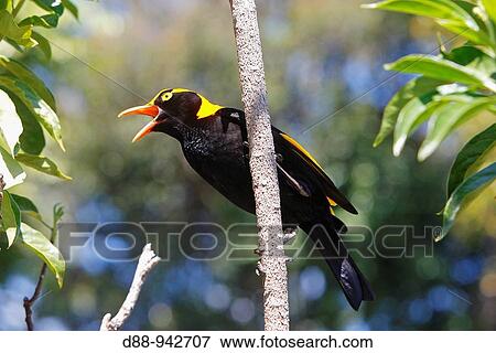 Regent Bowerbird (Sericulus chrysocephalus), male, Queensland, Australia View Large Photo Image Stock Photo - Regent Bowerbird (Sericulus chrysocephalus), male, Queensland, Australia. Fotosearch