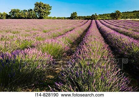 Stock Image - Region of Provence. Fotosearch