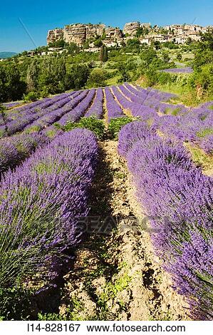 Stock Photo - Region of Provence. Fotosearch