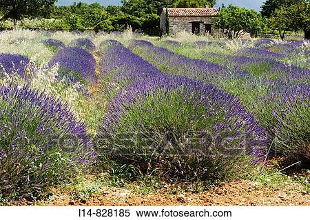 Stock Photography - Region of Provence. Fotosearch