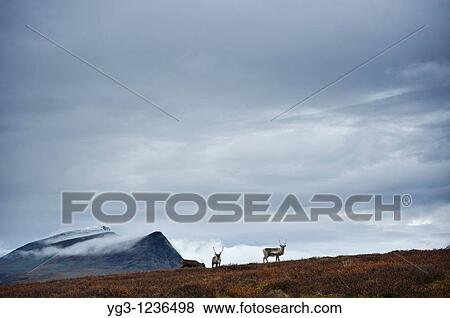 Stock Photo - Reindeer in mountain landscape, Kungsleden trail, Lapland, Sweden. Fotosearch