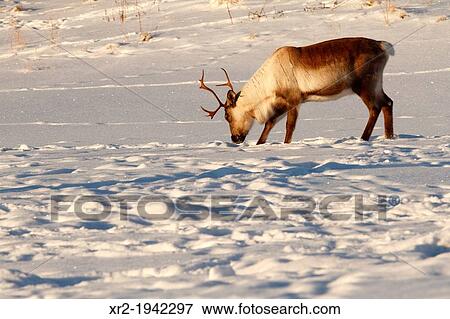 Stock Photo - Reindeer in Norway.. Fotosearch