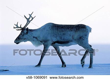 Reindeer, Kautokeino, Finnmark, Norway View Large Photo Image Stock Image - Reindeer, Kautokeino, Finnmark, Norway. Fotosearch