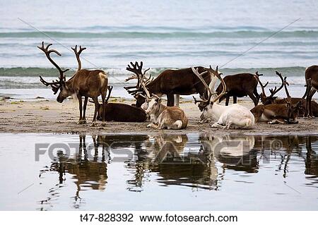 Reindeer (Rangifer tarandus) herd, Norway North coast View Large Photo Image Stock Image - Reindeer (Rangifer tarandus) herd, Norway North coast. Fotosearch