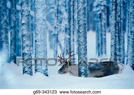 Reindeer (Rangifer tarandus). Svansele, V? sterbotten, Sweden View Large Photo Image Stock Image - Reindeer (Rangifer tarandus). Svansele, V? sterbotten, Sweden. Fotosearch