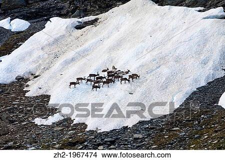 Picture - Reindeers gathering on a spot of snow in summer time along kungsleden in mountain area of swedish lapland.. Fotosearch