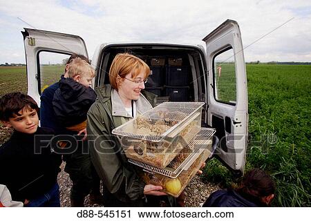 Reintroduction of the big hamster (Cricetus cricetus). Elsenheim. Haut-Rhin. Isabelle Losinger, head of the project. Under the protection of the association? Sauvegarde de la faune Sauvage? and the ONCF. Alsace. France. View Large Photo Image Stock Image - Reintroduction of the big hamster (Cricetus cricetus). Elsenheim. Haut-Rhin. Isabelle Losinger, head of the project. Under the protection of the association? Sauvegarde de la faune Sauvage? and the ONCF. Alsace. France.. Fotosearch