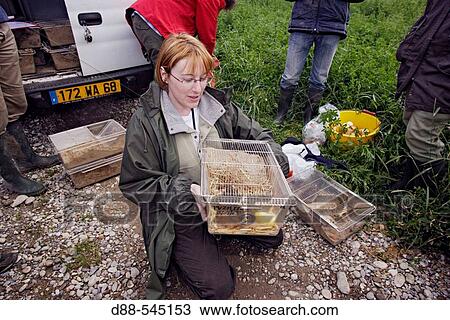 Reintroduction of the big hamster (Cricetus cricetus). Elsenheim. Haut-Rhin. Isabelle Losinger, head of the project. Under the protection of the association? Sauvegarde de la faune Sauvage? and the ONCF. Alsace. France. View Large Photo Image Stock Image - Reintroduction of the big hamster (Cricetus cricetus). Elsenheim. Haut-Rhin. Isabelle Losinger, head of the project. Under the protection of the association? Sauvegarde de la faune Sauvage? and the ONCF. Alsace. France.. Fotosearch
