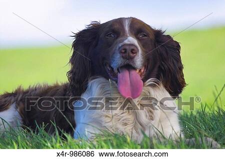 Relaxing dog View Large Photo Image Stock Photograph - Relaxing dog. Fotosearch