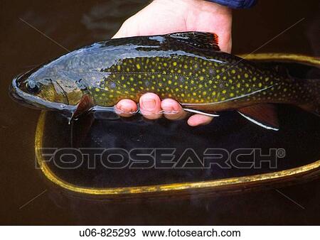 Stock Image - releasing a caught brook trout back into the water. Fotosearch