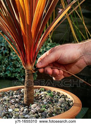 Removing dead leaves from Cordyline sp View Large Photo Image Stock Image - Removing dead leaves from Cordyline sp. Fotosearch