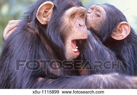 Rescue chimps are brought to Sweetwaters in Kenya for rehabilitation These two seem to be having a conversation View Large Photo Image Stock Photo - Rescue chimps are brought to Sweetwaters in Kenya for rehabilitation These two seem to be having a conversation. Fotosearch