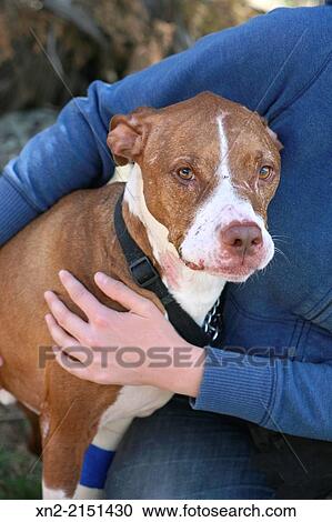 Rescue dog seeking adoption at a shelter in Glenwood Springs, Colorado, United States View Large Photo Image Stock Image - Rescue dog seeking adoption at a shelter in Glenwood Springs, Colorado, United States. Fotosearch