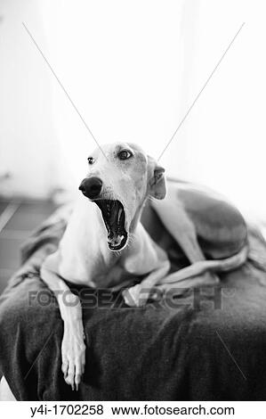 Stock Photo - Rescued spanish greyhound happy in his new home. Fotosearch