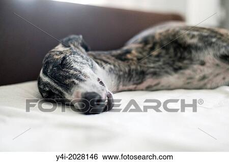 Rescued spanish greyhound happy in his new home. Every year, at the end of the hunting season, 50, 000 greyhounds are brutally killed in Spain. View Large Photo Image Stock Photograph - Rescued spanish greyhound happy in his new home. Every year, at the end of the hunting season, 50, 000 greyhounds are brutally killed in Spain.. Fotosearch